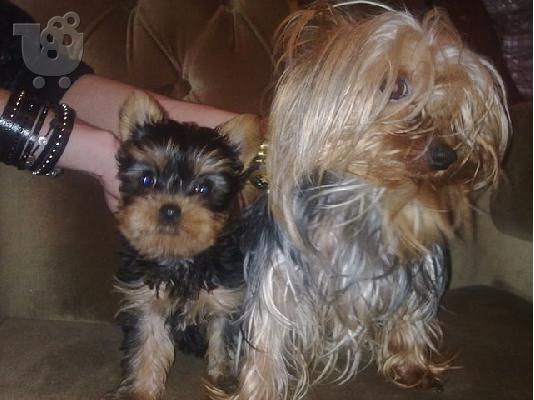 super mini yorkshire terrier